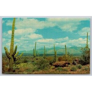 Postcard Arizona Giant Saguaro Cactus Mountains Desert Clouds Vintage c1960s AZ
